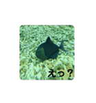 海の生き物,水族館好きの為のスタンプvol.1（個別スタンプ：6）