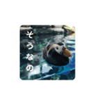 海の生き物,水族館好きの為のスタンプvol.1（個別スタンプ：7）