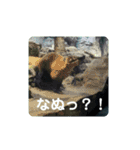 海の生き物,水族館好きの為のスタンプvol.1（個別スタンプ：10）