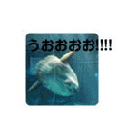 海の生き物,水族館好きの為のスタンプvol.1（個別スタンプ：11）