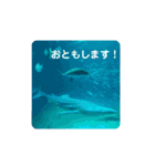 海の生き物,水族館好きの為のスタンプvol.1（個別スタンプ：14）