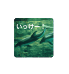 海の生き物,水族館好きの為のスタンプvol.1（個別スタンプ：15）