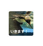 海の生き物,水族館好きの為のスタンプvol.1（個別スタンプ：16）