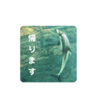 海の生き物,水族館好きの為のスタンプvol.1（個別スタンプ：22）