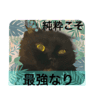 黒猫 ルナ院長23にゃんめ（個別スタンプ：2）