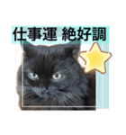 黒猫 ルナ院長24にゃんめ（個別スタンプ：1）