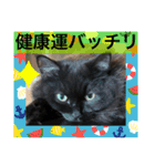 黒猫 ルナ院長24にゃんめ（個別スタンプ：4）