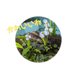 お花、植物の写真でスタンプ（個別スタンプ：21）