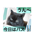 黒猫 ルナ院長25にゃんめ（個別スタンプ：4）