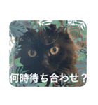 黒猫 ルナ院長25にゃんめ（個別スタンプ：6）