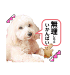【とのまる日記】熊本弁で喋る犬、とのまる（個別スタンプ：1）