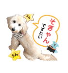 【とのまる日記】熊本弁で喋る犬、とのまる（個別スタンプ：16）