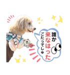 【とのまる日記】熊本弁で喋る犬、とのまる（個別スタンプ：19）