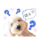 【とのまる日記】熊本弁で喋る犬、とのまる（個別スタンプ：22）
