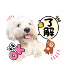 【とのまる日記】熊本弁で喋る犬、とのまる（個別スタンプ：31）