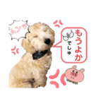 【とのまる日記】熊本弁で喋る犬、とのまる（個別スタンプ：36）