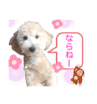 【とのまる日記】熊本弁で喋る犬、とのまる（個別スタンプ：40）