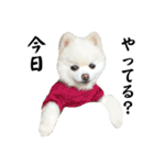 しあんその壱（個別スタンプ：30）