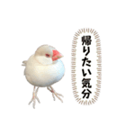 うちのおこめさん。2（個別スタンプ：6）