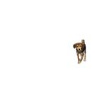 モンドッグ（個別スタンプ：16）