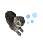 ふたりのねこすたんぷ（個別スタンプ：2）