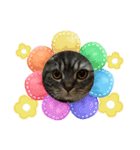 ふたりのねこすたんぷ（個別スタンプ：3）