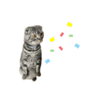 ふたりのねこすたんぷ（個別スタンプ：4）