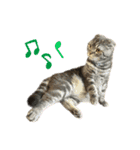 ふたりのねこすたんぷ（個別スタンプ：5）