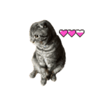 ふたりのねこすたんぷ（個別スタンプ：7）