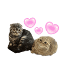 ふたりのねこすたんぷ（個別スタンプ：8）
