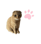 ふたりのねこすたんぷ（個別スタンプ：9）