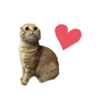 ふたりのねこすたんぷ（個別スタンプ：10）