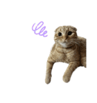 ふたりのねこすたんぷ（個別スタンプ：11）