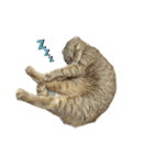 ふたりのねこすたんぷ（個別スタンプ：12）