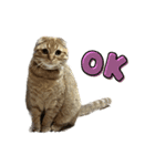ふたりのねこすたんぷ（個別スタンプ：13）