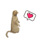 ふたりのねこすたんぷ（個別スタンプ：15）