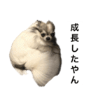 修正版再び喋るおちち（個別スタンプ：6）