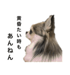 修正版再び喋るおちち（個別スタンプ：13）