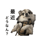 修正版再び喋るおちち（個別スタンプ：37）