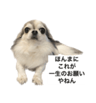 修正版再び喋るおちち（個別スタンプ：38）