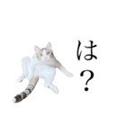 ねこうめ（個別スタンプ：1）