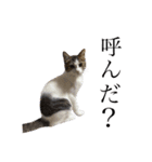 ねこうめ（個別スタンプ：2）
