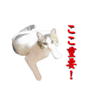 ねこうめ（個別スタンプ：3）