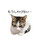 ねこうめ（個別スタンプ：4）