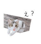 ねこうめ（個別スタンプ：5）