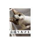 ねこうめ（個別スタンプ：8）