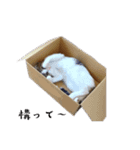 ねこうめ（個別スタンプ：9）