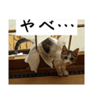 ねこうめ（個別スタンプ：10）