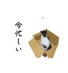 ねこうめ（個別スタンプ：11）