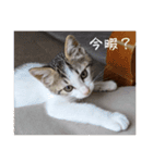 ねこうめ（個別スタンプ：12）